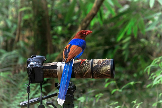 Birdwatching Tours