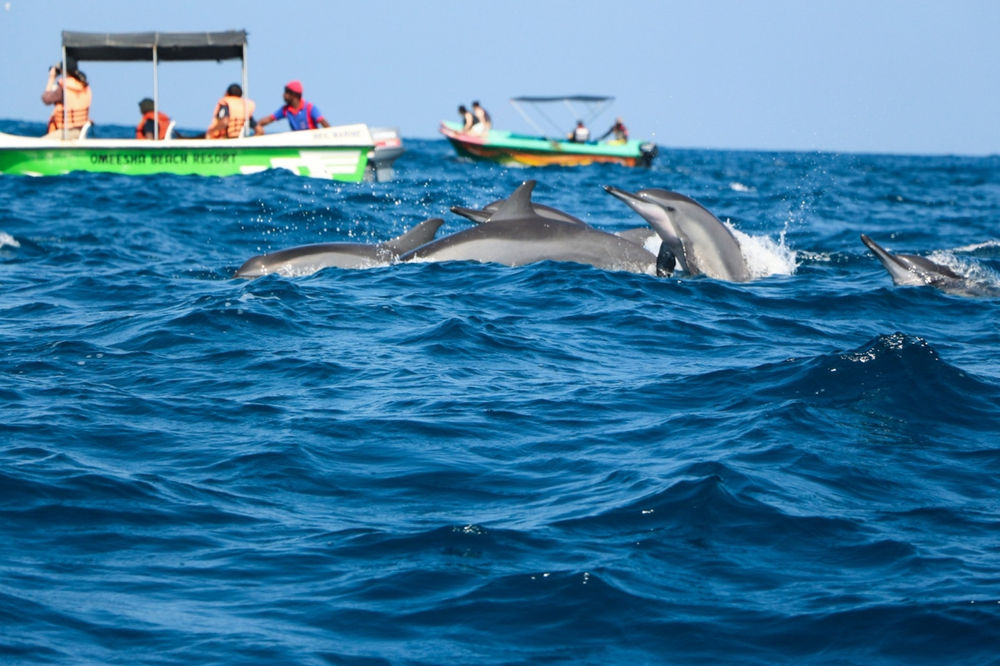 Dolphin Watching Tours