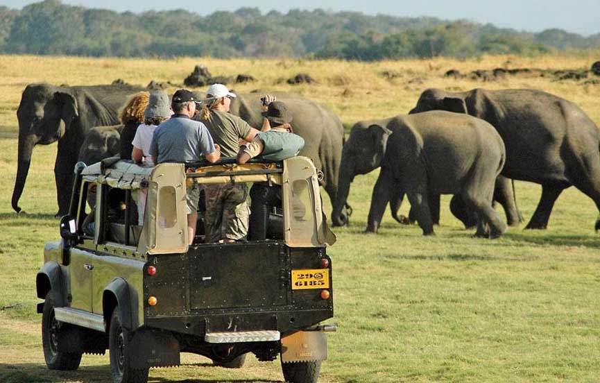 Wildlife Safaris