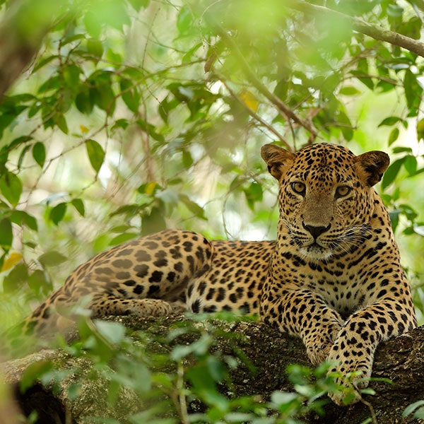 Wildlife & Adventure